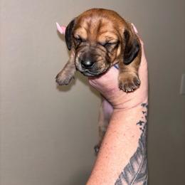 Uno - Red male Dachshund puppy in Magnolia, Texas from Little Honey’s Dachshunds