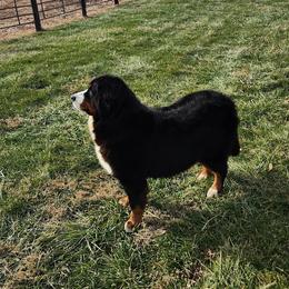 Sally - Bernese Mountain Dog