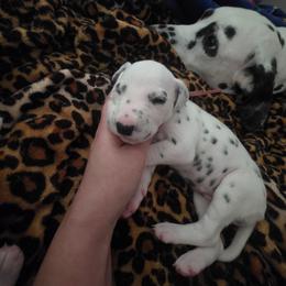 Rosa - White and black female Dalmatian puppy in Killeen, Texas from America's Dalmatian Friends