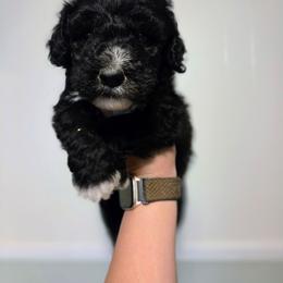 Ronnie - Black and white male Sheepadoodle puppy in Cornelia, Georgia from Yates Family Farm