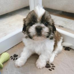 ASHER - Tricolor male Shih Tzu puppy in Henderson, Nevada from SHIH TZU HOUSE