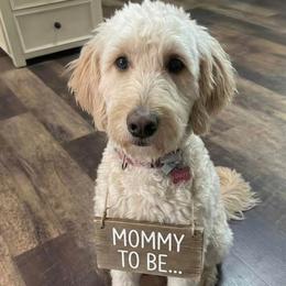 Daisy - Goldendoodle