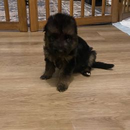 Aussie - Black and red male German Shepherd puppy in Youngsville, North Carolina from Di casa Esperanza