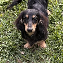 Rooster  half Russian - Black and cream male Dachshund puppy in Call, Texas from Dachshund D’Amore