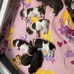 Poodle Puppies from Country Side Kennels