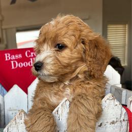 Justin - Red  male Goldendoodle puppy in Chino Valley, Arizona from Bass Creek Doodles
