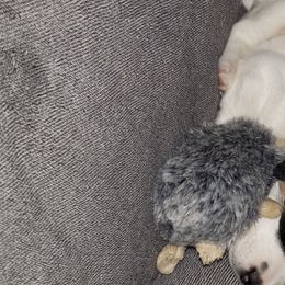 Jack Russell Terrier Puppies from Marvel Lane Jack Russell Terriers