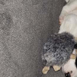 Jack Russell Terrier Puppies from Marvel Lane Jack Russell Terriers