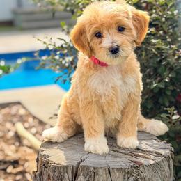 Poppy - Red  female Goldendoodle puppy in Rose Hill, North Carolina from Red Door Canines