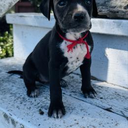 Red Dalmador Female - White and black female Dalmatian puppy in Westhoff, Texas from Smart Dalmatians