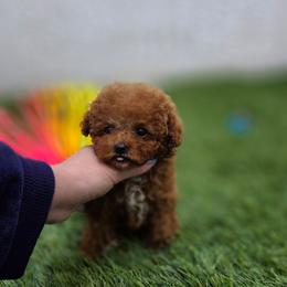 Clarisse - Red female Maltipoo puppy in San Diego, California from Maltipoos SD