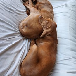 Tortugas - Golden rust Vizsla puppy in Texas from Virag Vizsla