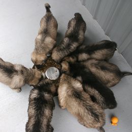 Shiloh Shepherd Puppies from Solace Shilohs