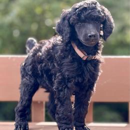 Penny - Brown Collar - Black female Poodle puppy in Eugene, Oregon from Mount Zion Kennels