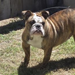 Bulldogs from Hippo's Bullies