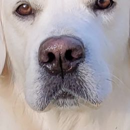 Golden Retrievers from Golden Glories