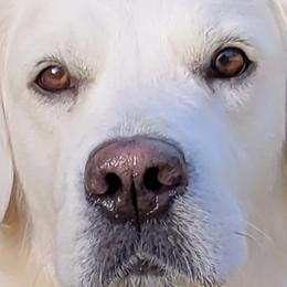 Golden Retrievers from Golden Glories