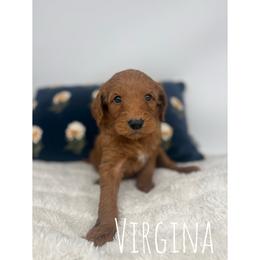 Virginia - Red  female Goldendoodle puppy in Smithfield, Kentucky from KBK9 Kennels
