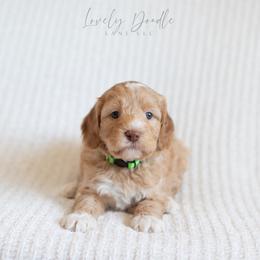 Green Collar Boy - Caramel cream male Australian Labradoodle puppy in Thousand Oaks, California from Lovely Doodle Lane