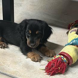 Barney - Black and tan male Dachshund puppy in Brooksville, Florida from Ween Acres