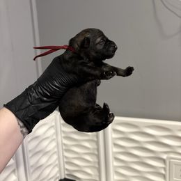 Diosa - Sable female German Shepherd puppy in Knowlton Township, New Jersey from Augenblick Kennels