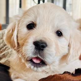 Mint green (3500) - Light golden female Golden Retriever puppy in Pahrump, Nevada from Southern Nevada Goldens