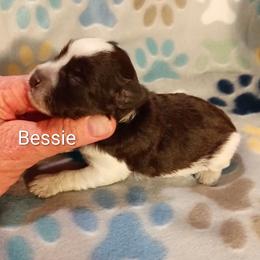 Bessie - Parti female Miniature Schnauzer puppy in Midland, Texas from Shebbies Puppy Palace