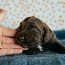 English Cocker Spaniel puppies from Ryndal & Co.