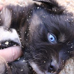 Mackenzie - Black tri-color male Australian Shepherd puppy in Sonoita, Arizona from Gardner Canyon Kennels