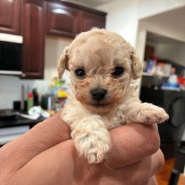 Yellow girl - Cream female Poodle puppy in Phoenix, Arizona from La Petite poodle