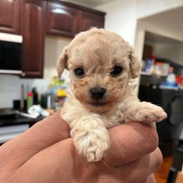 Yellow girl - Cream female Poodle puppy in Phoenix, Arizona from La Petite poodle