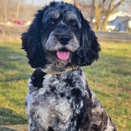 Daisy - Cockapoo