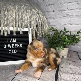 Flynn Ryder - Red merle male Miniature Australian Shepherd puppy in Peoria, Arizona from B My Sunshines Mini Aussies