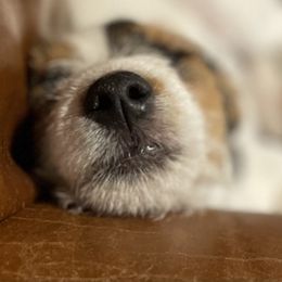 Russell Terrier Puppies from Acorn Ridge JRT