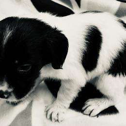 Krystal girl 1 - White and liver female Brittany puppy in Floyd Knobs, Indiana from Cross Creek Brittanys