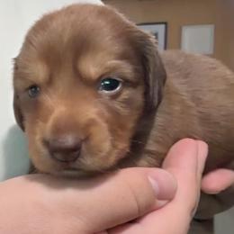 Hera - Red female Dachshund puppy in Homosassa, Florida from SAN’S Dachshunds