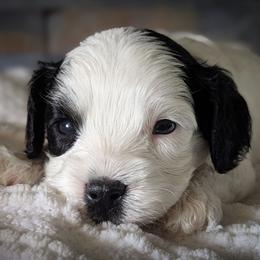 Tri Color Boy-3 - Tri-color male Cavapoo puppy in San Diego, California from WW Cavapoos