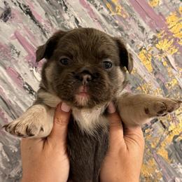 Fluffy - Blue female French Bulldog puppy in Chesnee, South Carolina from Michael & Raisa