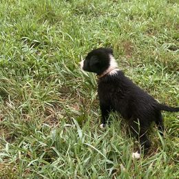 Border Collie Puppies from TiptoeingBorderCollies