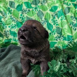 Orange - Bi-color male German Shepherd puppy in Motley, Minnesota from Von Thomson Haus