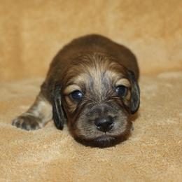 Girl 1 - female Dachshund puppy in Ballinger, Texas from Missy’s Mini Dachshunds