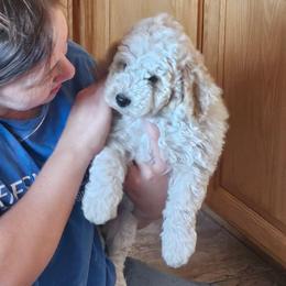 Rowan - Yellow and white male Bernedoodle puppy in Pismo Beach, California from Beach Bernedoodles