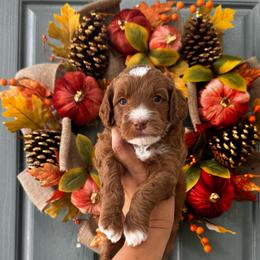 Boy 3 - Red  male Goldendoodle puppy in Elk Grove, California from Doodles by Faith