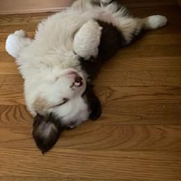 Miniature Australian Shepherd Puppies from Liberty Luck Mini Aussies