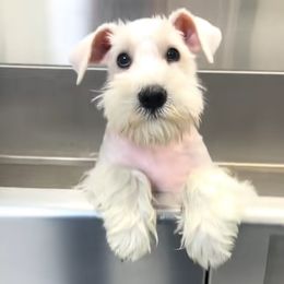 Miniature Schnauzer All Grown Up from Rc Kennels