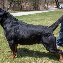 Memphis  - Rottweiler