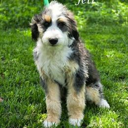 Jett - Black tri-color male Aussiedoodle puppy in Lancaster, Minnesota from Wilson Cattle Co.
