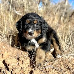 Copper - Double Doodle puppy from Dry Canyon Pups