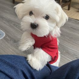 Maltese Puppies from Genice’s Small Wonders
