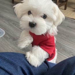 Maltese Puppies from Genice’s Small Wonders